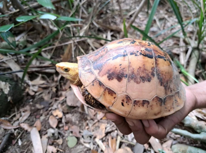 Rare turtle species discovered in Truong Son forest